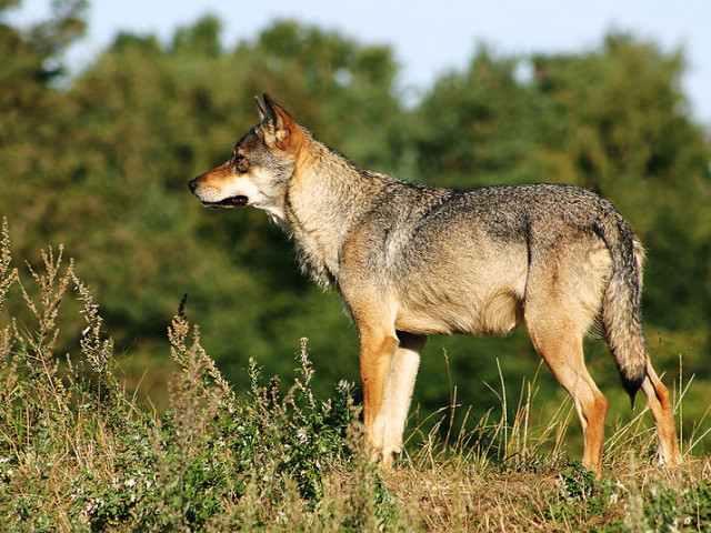 Wolf (Canis lupus) • © Malene Thyssen/Wiki